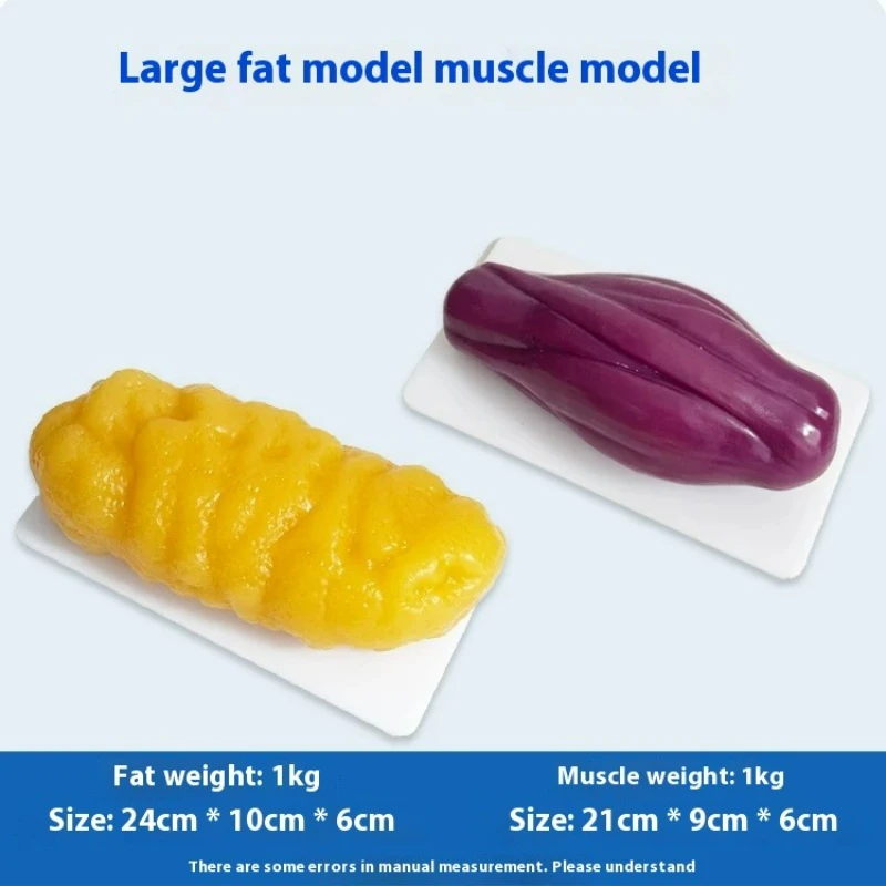 Nutrition Fitness And Health - Human Muscle and Fat Replicas Health