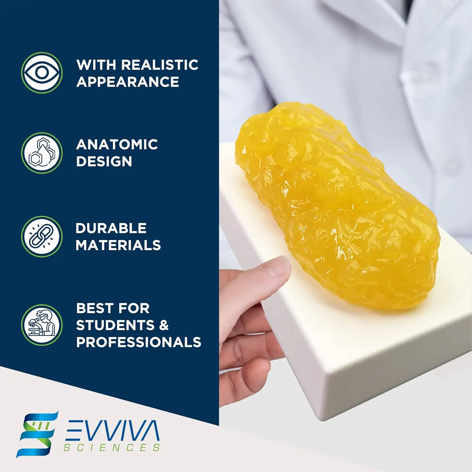 Human Muscle and Fat Replicas  - đánh giá và giá Nutrition Fitness And Health